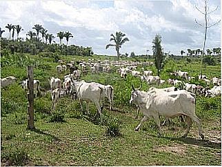 cidade de Serrano do Maranh�o